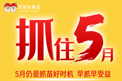 猪苗价格飙涨，5月抓猪养还能赚钱吗？