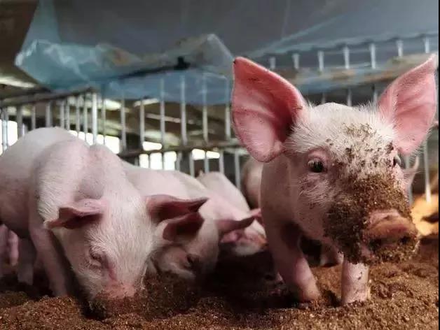 猪企不倒猪价难好？家庭养殖场的未来出路在哪里？