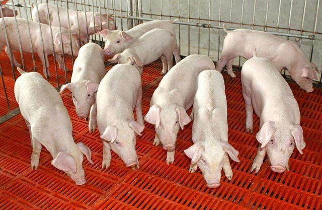 宁波发挥政策性保险兜底作用， 助力生猪养殖场（户）纾困！