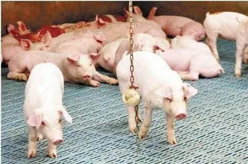 猪场制定免疫程序需要考虑的几个因素