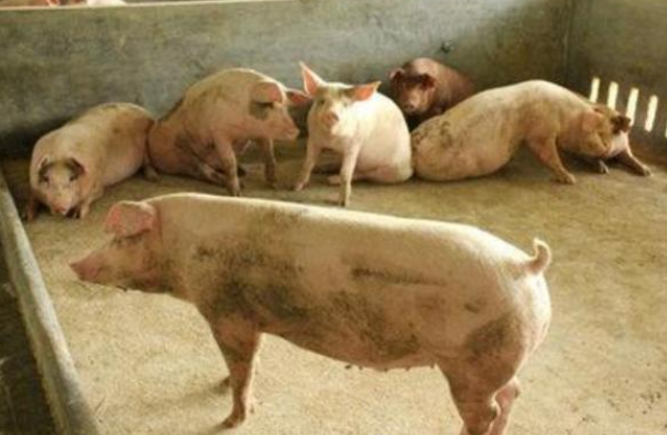 你猪场的光照达标了吗？光照在养猪生产中有哪些意义？