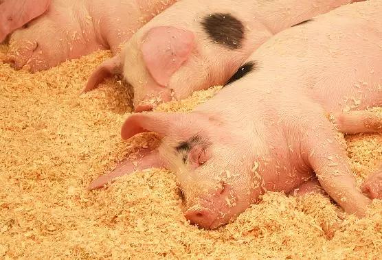 小苏打在养猪生产中有哪些作用？