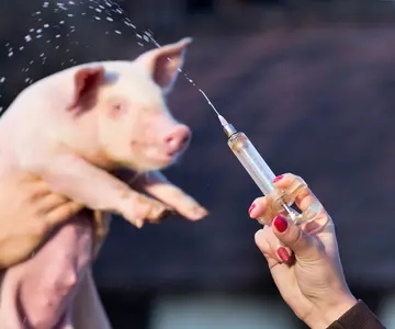 猪用疫苗种类多，如何选择是关键——蓝耳篇