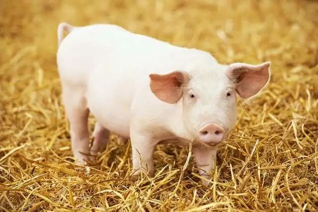 高锰酸钾在养猪中有哪些妙用？