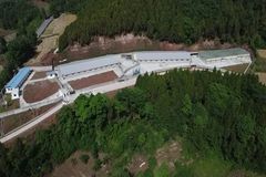 铁骑力士携手盐亭农旅开启“金猪代养”，助力乡村振兴驶上快车道！