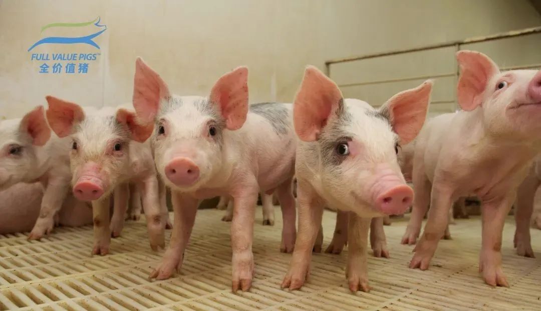 礼蓝动保：养猪生产的目标是生产出更多的全价值猪