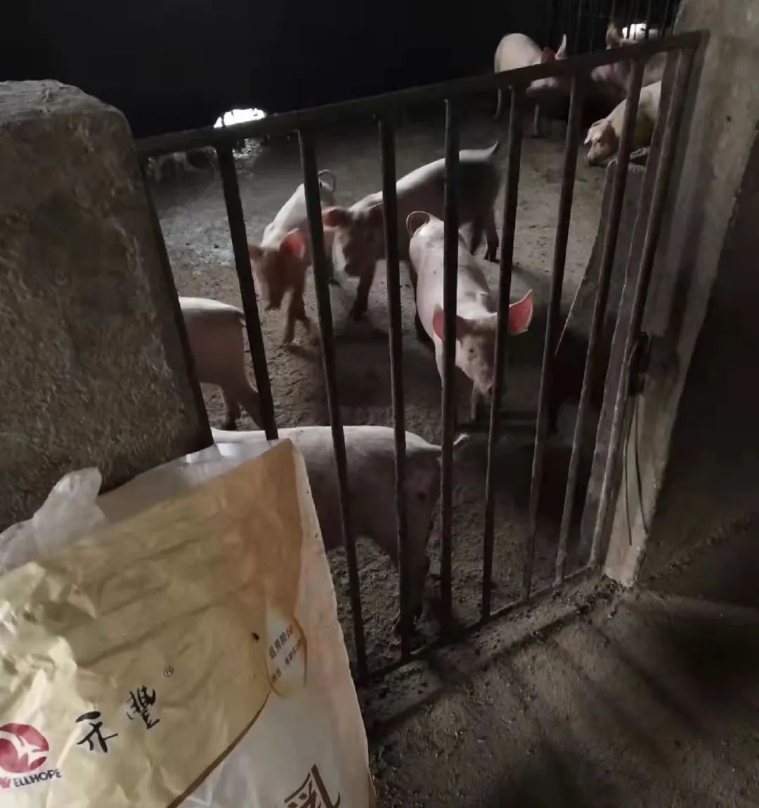 小猪到底要不要添加教槽料？教槽VS不教槽，结果是料肉比直降0.14！