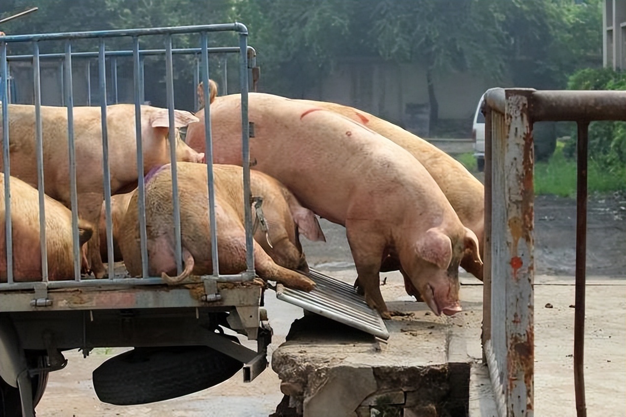 小体重猪充斥市场，市场不缺猪但缺肉，供需博弈下猪价还能上涨？