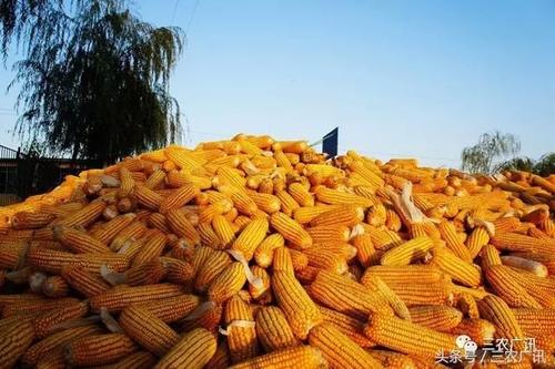 2022/23年度玉米市场供需预测来了