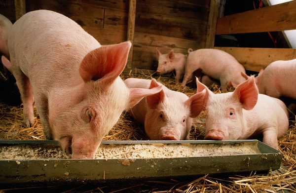加裕猪性能表现超过美国PigCHAMP数据