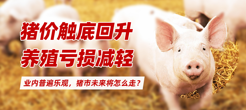 猪价触底回升，养殖亏损减轻！业内普遍乐观，猪市未来将怎么走？