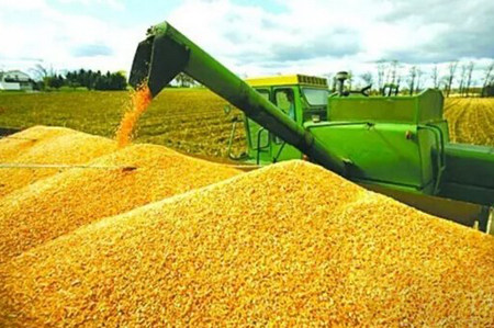 新季玉米供应紧张，玉米采购需求旺盛，巴西产量前景不乐观