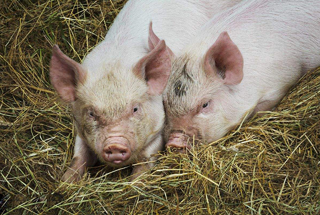 第一胎母猪产仔为什么容易感染仔猪黄痢？