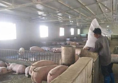 规模化猪场防疫存在问题该如何解决？