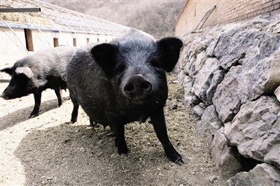 猪场常见的7种腹泻的病理变化如何鉴别？