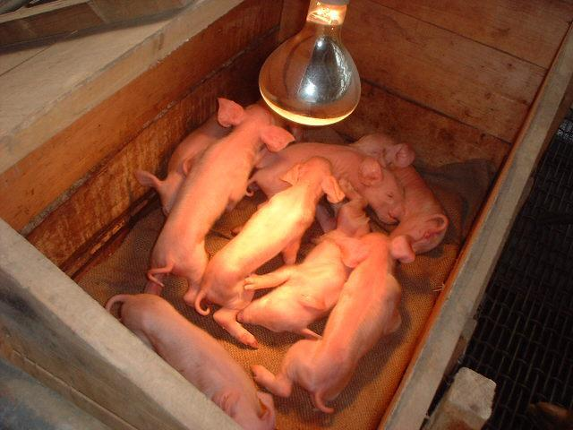 影响断奶仔猪生长的因素和保育猪的健康管理分享