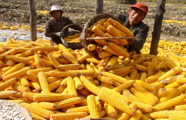 2022年05月19日全国各省市玉米价格行情，玉米价格明跌暗涨！啥情况？