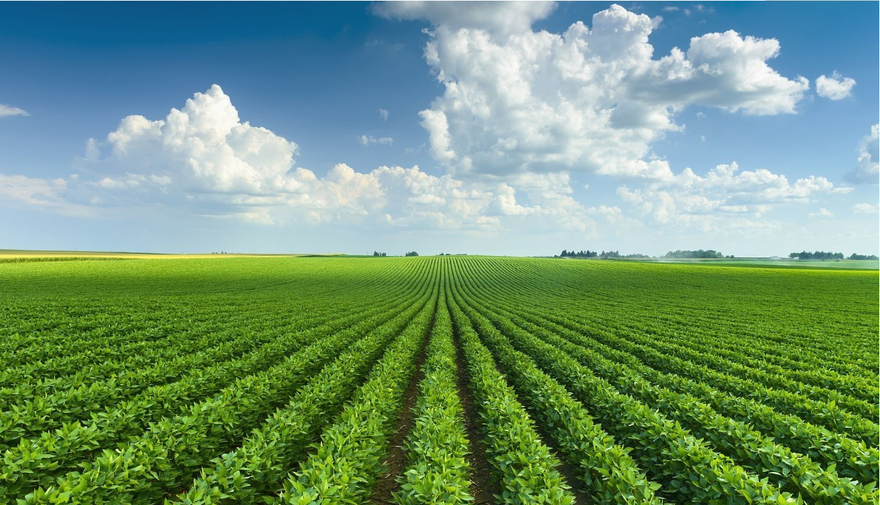 美豆播种开始加速，天气影响力逐步提升