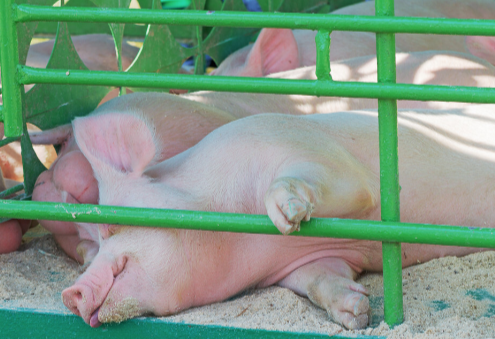 是什么原因导致猪出现全身性出血点的呢？