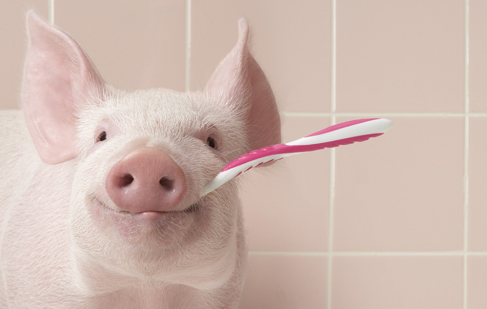2022年05月19日全国各省市10公斤仔猪价格行情报价，仔猪比生猪多上涨4.4个百分点，下半年猪价会如期而至吗？