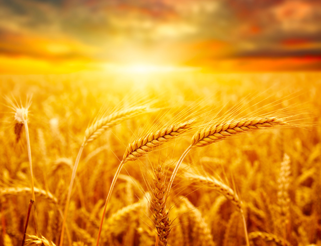 6月份，小麦将迎来大面积收获，啥行情？