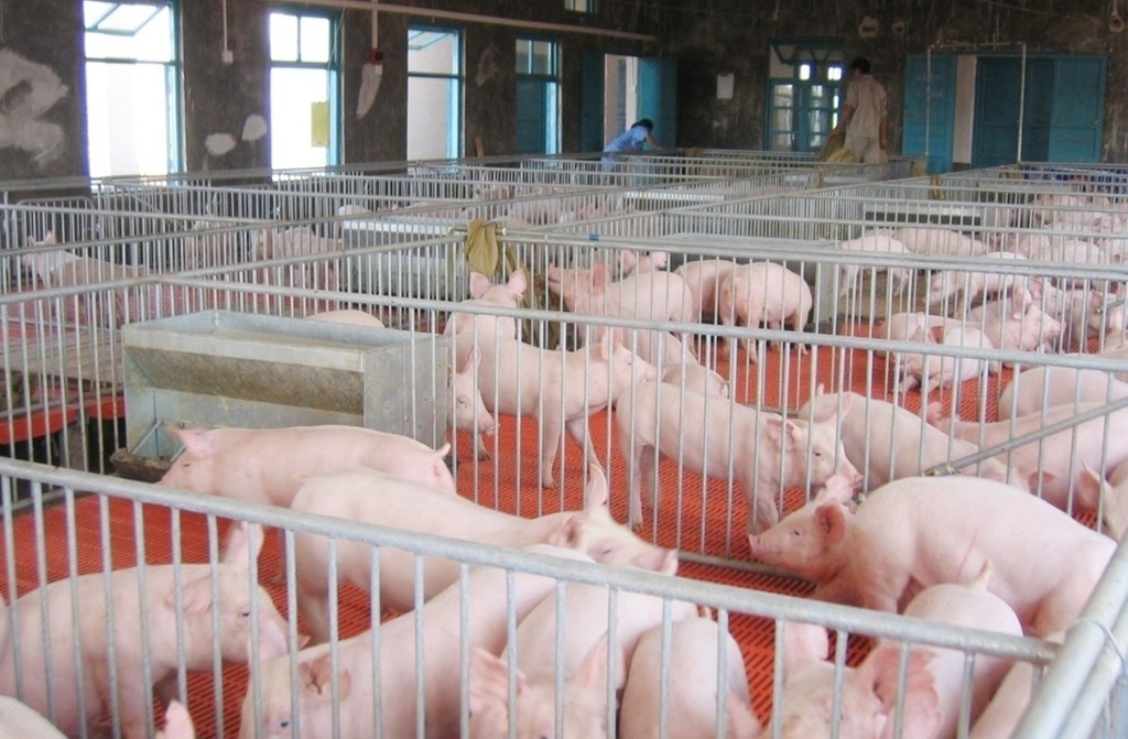 贵州省农业农村厅考察团到福泉考察非洲猪瘟防控工作
