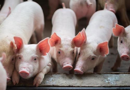 猪价一上涨就狂扩张？要谨慎！生猪养殖行业整体盈利还需时间！