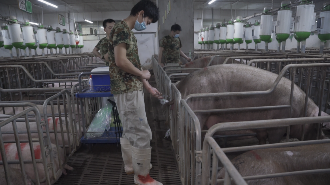 7公斤仔猪高达650元/头，母猪繁育力至关重要！如何提升猪场生产成绩？