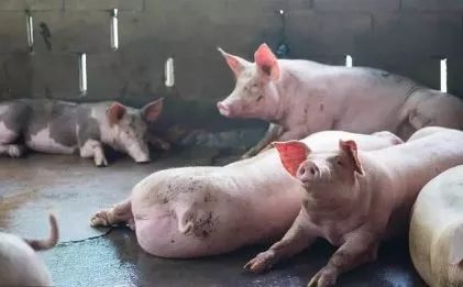 如何提升猪场的养殖效益？利用好猪这“四个特性”！