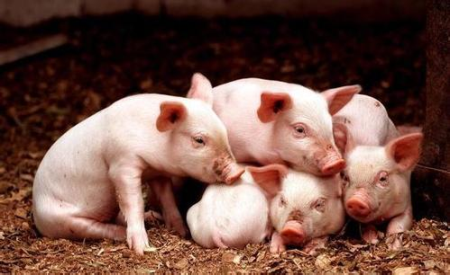 2022年05月22日全国各省市10公斤仔猪价格行情报价，仔猪价格上涨坚挺，还要涨多久？