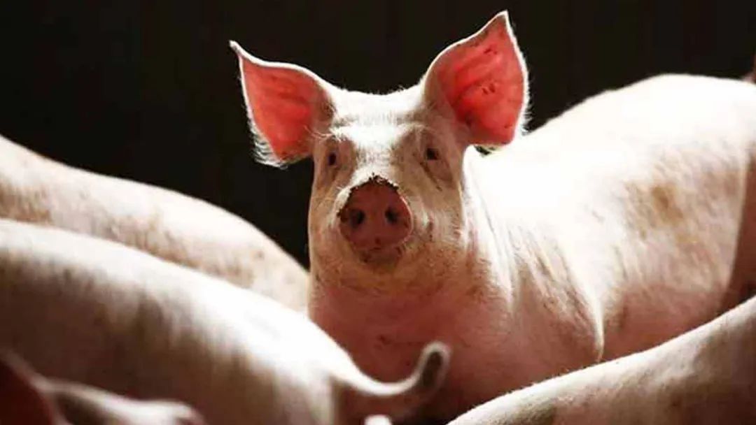 猪价1个多月内反弹近30%，猪周期是否已近拐点？