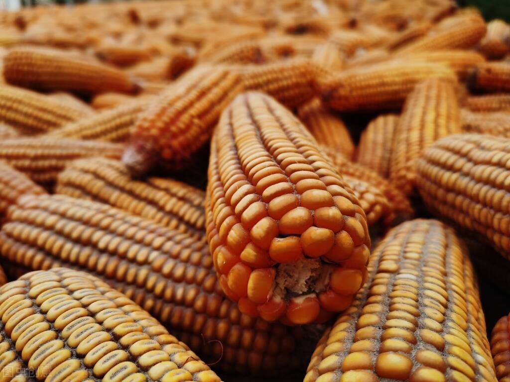 “接不住”的玉米市场，后半年将何去何从？5月23日全国玉米价格