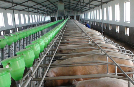 嘉定：猪场封闭生产保供，每月销售2000余头生猪