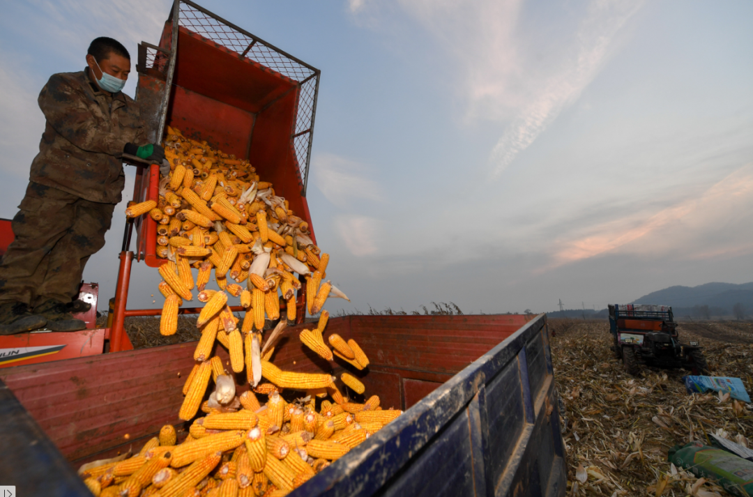 玉米需求提振，未来玉米涨势能否打开？