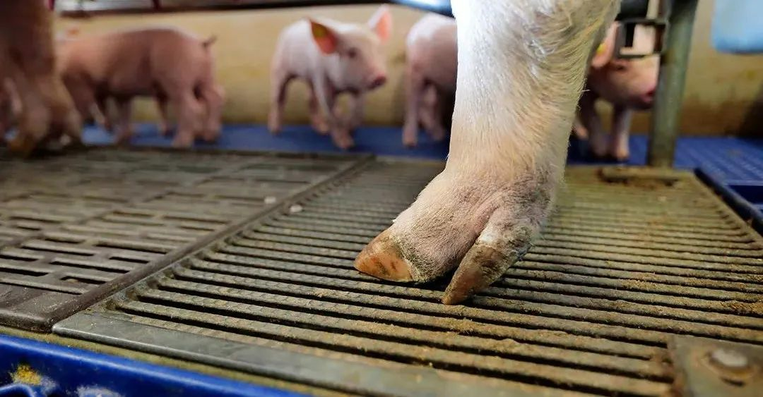 跛行成为猪场母猪淘汰的主要原因，该如何预防？