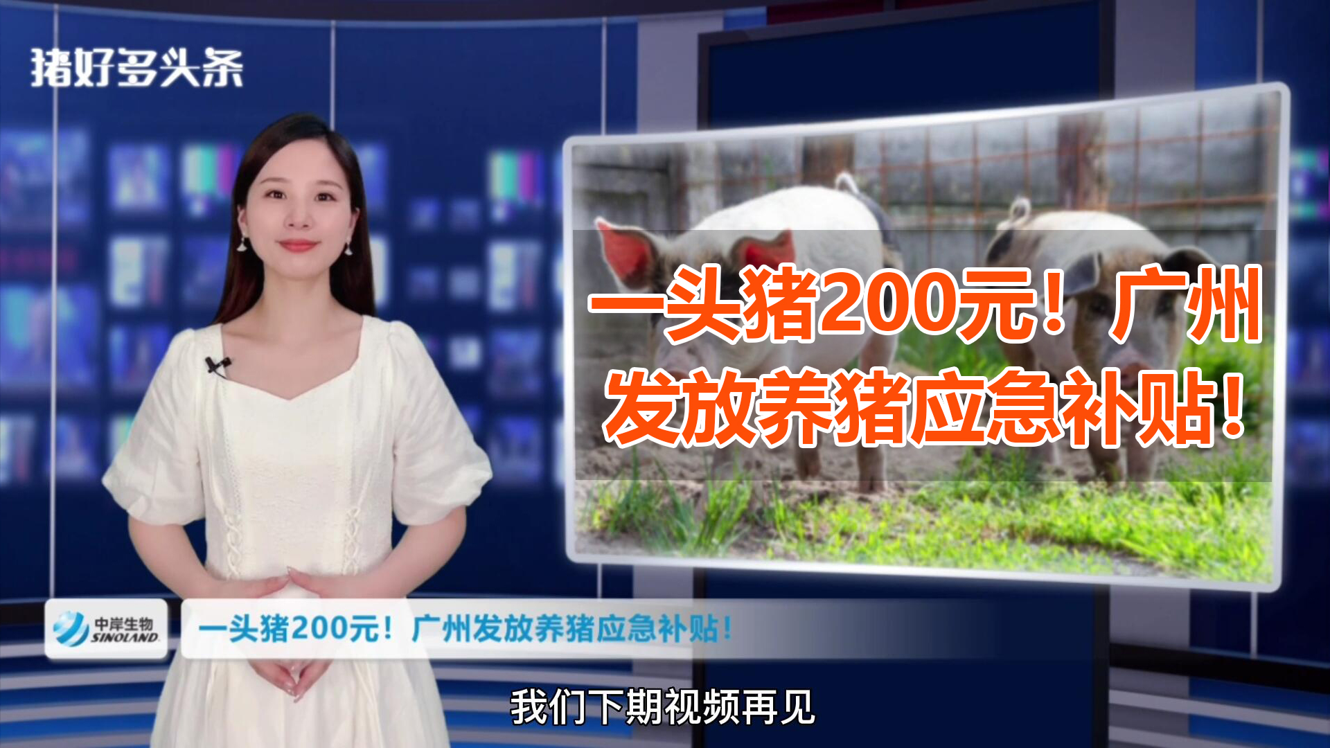 养猪补贴来了！广州发布通知一头猪补200元，速看申请流程！