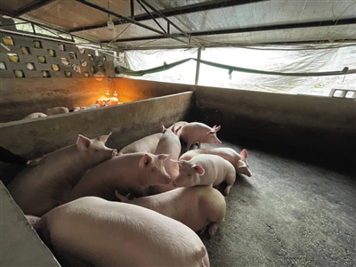 猪价低谷时，猪企无人问津！养殖企业期待“精准纾困”