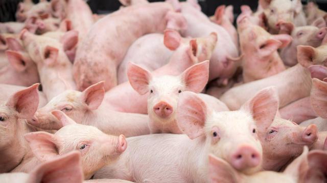 中国建超级猪场年产猪210万，比美国最大的猪场还要大上10倍