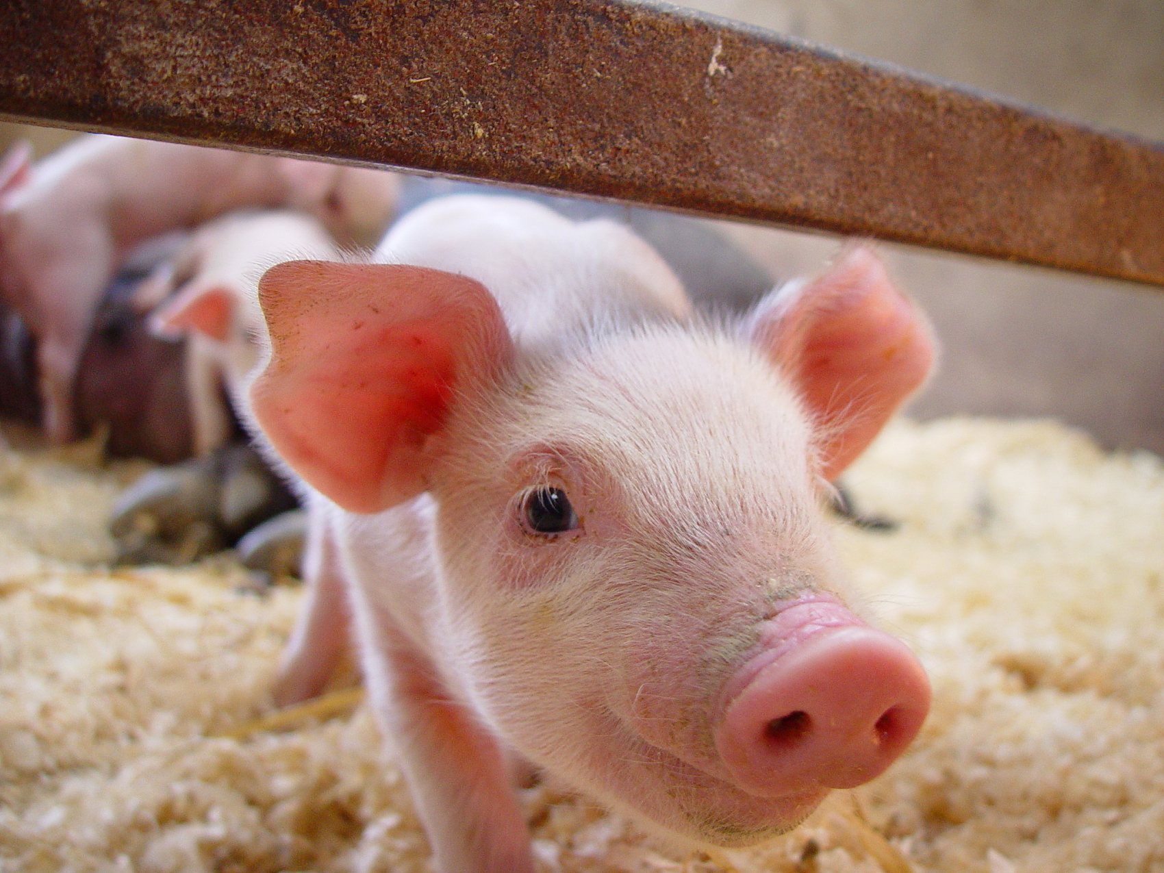 如何做好乳猪阶段的饲养管理？