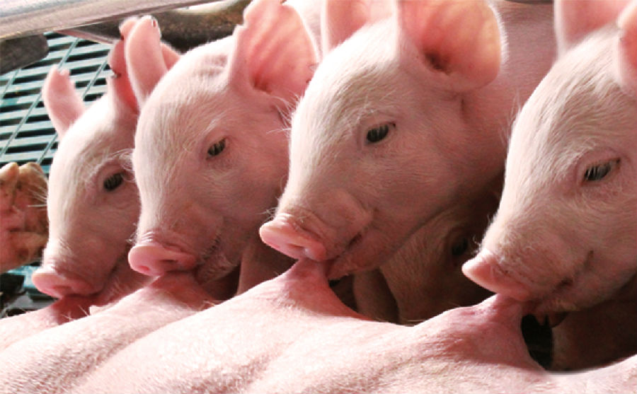 从能繁母猪数据预测2022年下半年猪价！