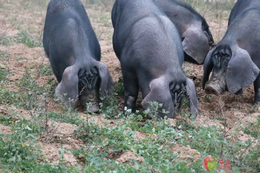 中国地方猪种的历史起源以及有哪些优势？