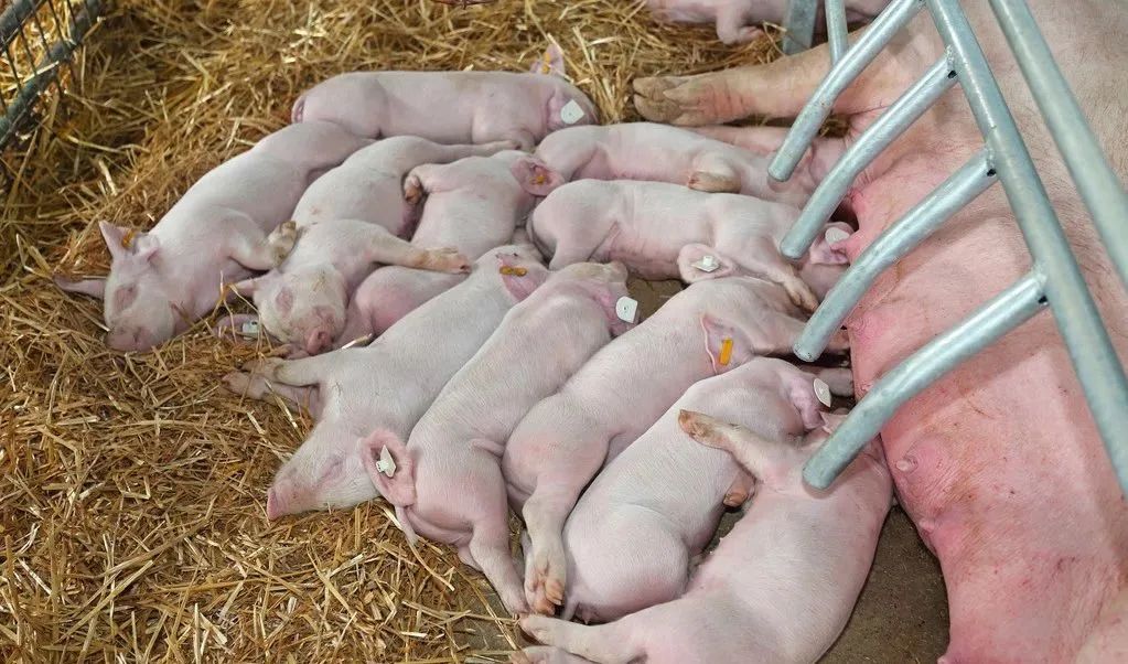 夏季如何提高猪场效益？饲养管理和母猪受精率都要做好