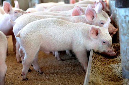 自繁自养的猪场管理一定注意这五点！