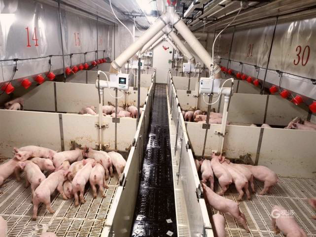 中国养猪厂