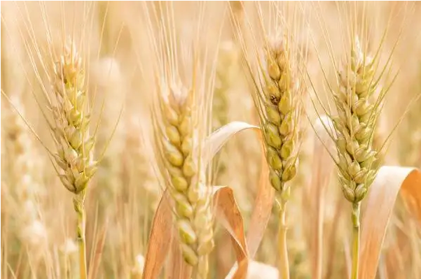 小麦丰产预期强，玉米小麦价差恢复正常，小麦退出饲用