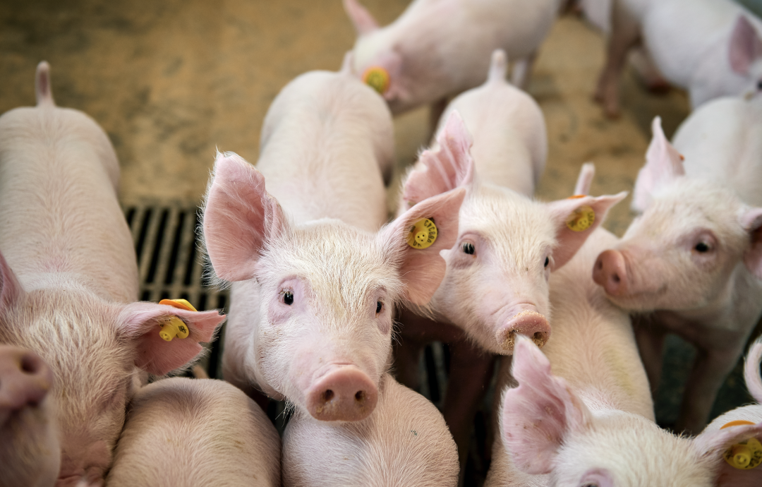 凭借多年的育种进展，丹育助力您未来的养猪生产