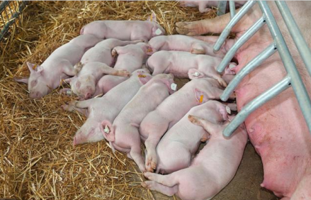 如何提高母猪配种成功率？看看养殖场老兽医的流程！