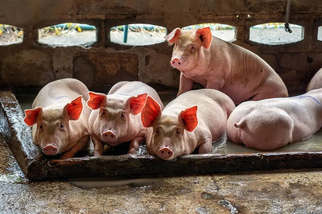 规模猪企疯狂扩张，国内或有1000万头母猪严重过剩？