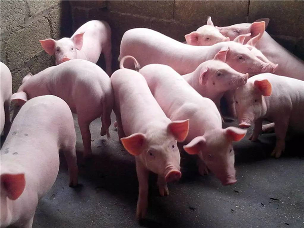 印度爆发非洲猪瘟