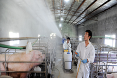 确保猪场生物安全！猪场消毒这样做效果极好